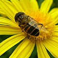 蜜蜂彩花粉5