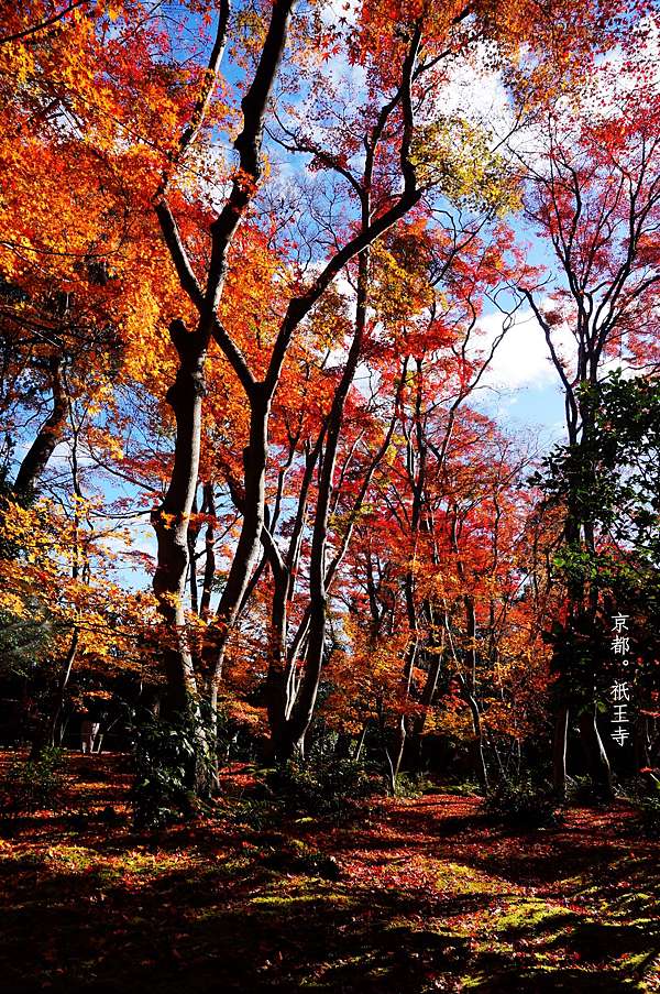 日本 京都 秋遊嵐山祇王寺 在紅葉滿布 竹林環繞的苔庭中散步 Kiki 趣旅行 痞客邦 日本 京都 秋遊嵐山祇王寺 在紅葉滿布 竹林環繞的苔庭中散步 Kiki 趣旅行 痞客邦
