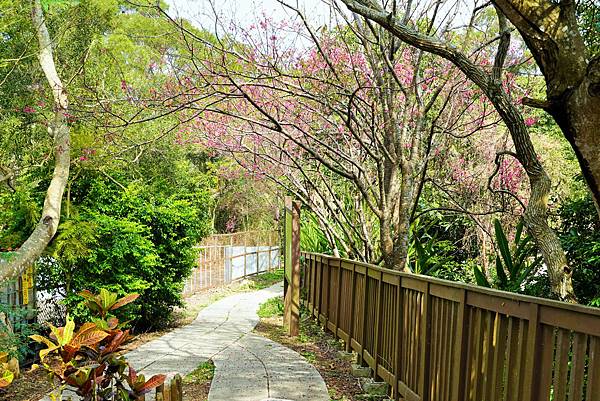 苗栗-搭乘台灣好行南庄線，探訪頭份後花園-老崎古道登山健行步