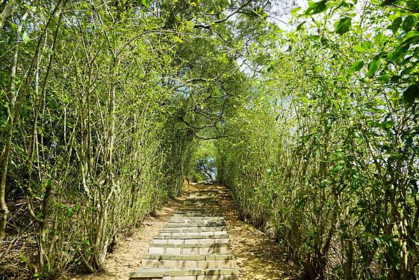 苗栗-搭乘台灣好行南庄線，探訪頭份後花園-老崎古道登山健行步