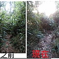 七股山箭竹林植被的交界處.jpg