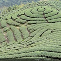 八卦茶園