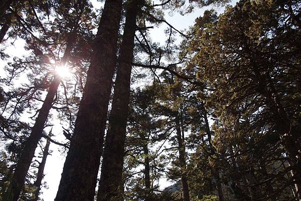 玉山冷杉.jpg 玉山冷杉.jpg