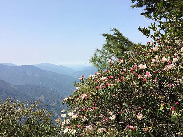 玉山杜鵑.jpg 玉山杜鵑.jpg