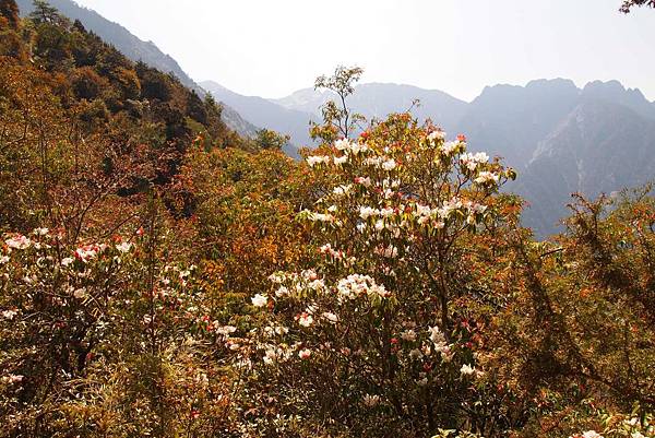 玉山杜鵑1.jpg 玉山杜鵑1.jpg