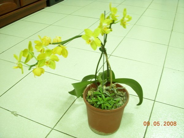 老媽種的黃色蘭花