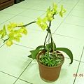 老媽種的黃色蘭花