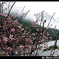 20120310_005_松鶴部落243