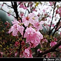 20120310_005_松鶴部落246