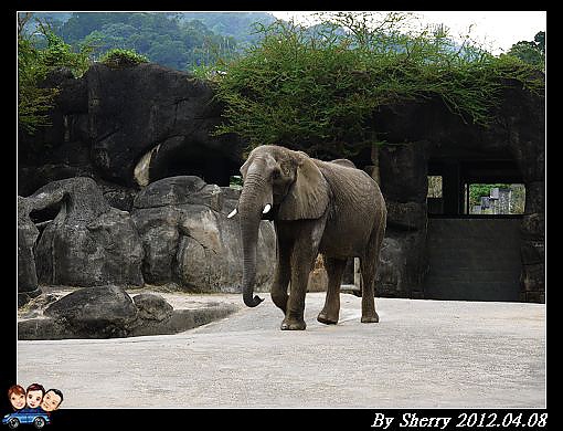 20120408_動物園0028