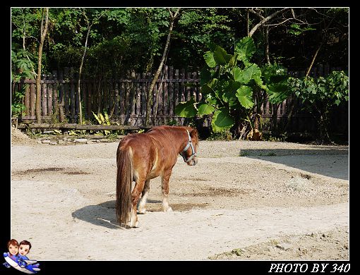 20121104_動物園009