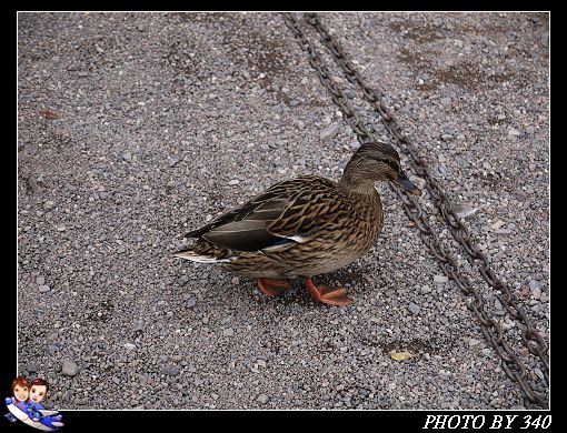 20121004_Titisee0047