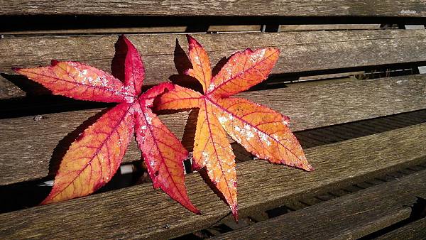 50946-wet-maple-leaves-on-a-wooden-bench-1920x1080-photography-wallpaper