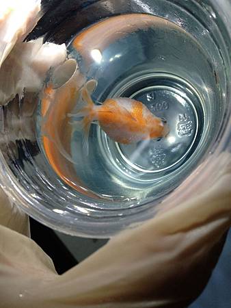 逗魚水族語錄4 金魚容易發生疾病 Svc含圖片 逗魚水族 痞客邦