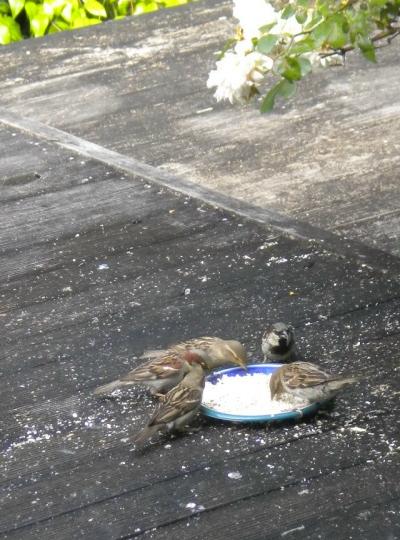 20091230-bird4.JPG 20091230-bird4.JPG