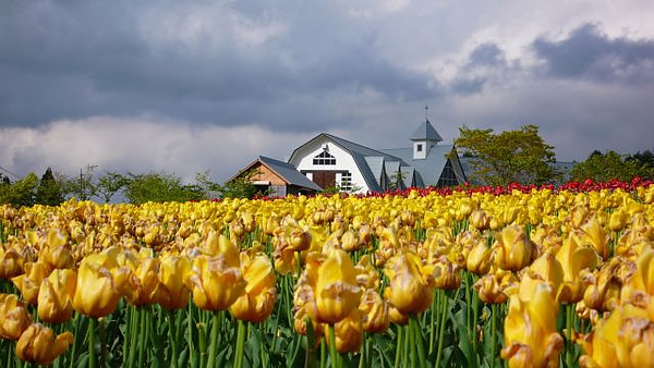 圖4 牧歌之里-鬱金香.jpg