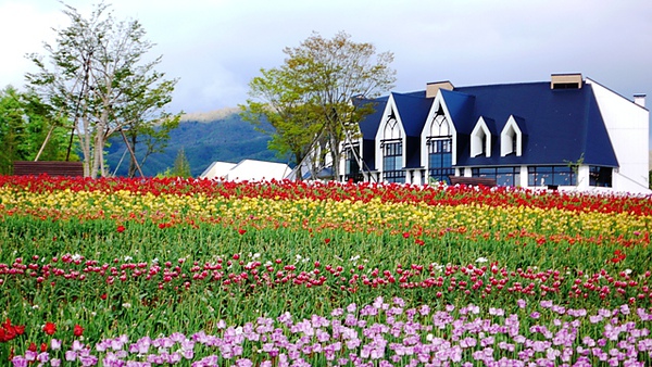 圖6 牧歌之里_-鬱金香1.JPG