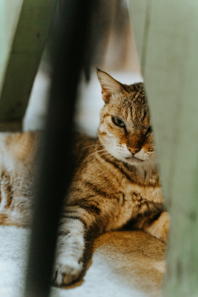 人魚和貓｜蘭嶼