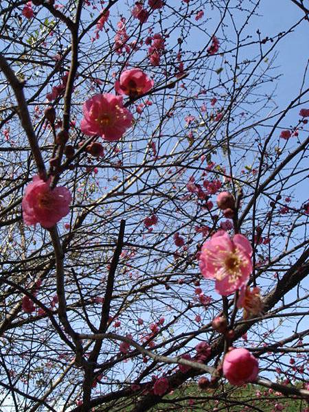 這棵是梅花哦！