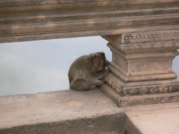 路邊小猴