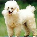 poodle.jpg