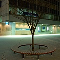 函館駅前的樹,明早會再照一張做對比
