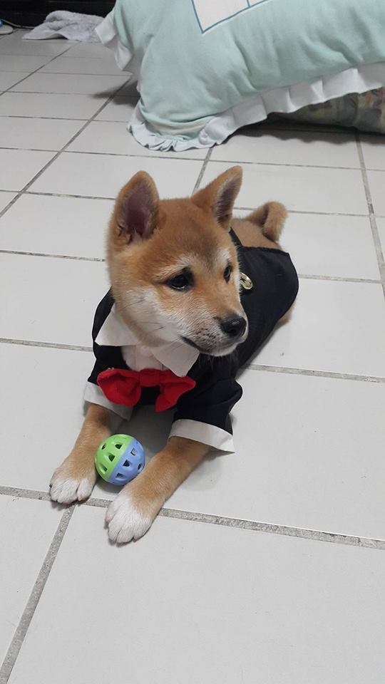 寵物溝通經驗 6個月柴犬 6歲狐狸犬的心情傳達 隔壁女孩 伊比 Ebbe 痞客邦
