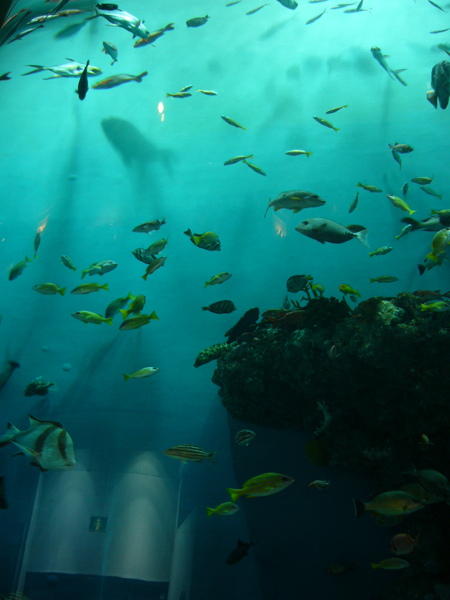 水族館.JPG