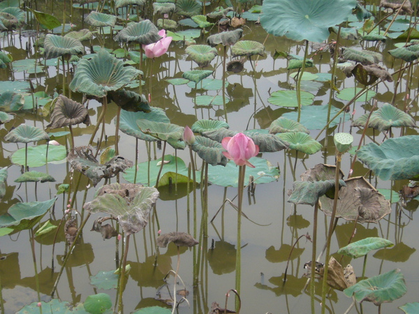 南投紙教堂旁蓮花池.JPG