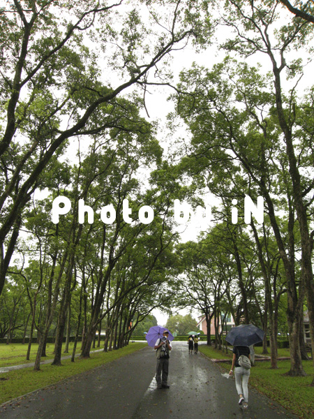 三育基督學院_哲儒大道(樟樹).JPG