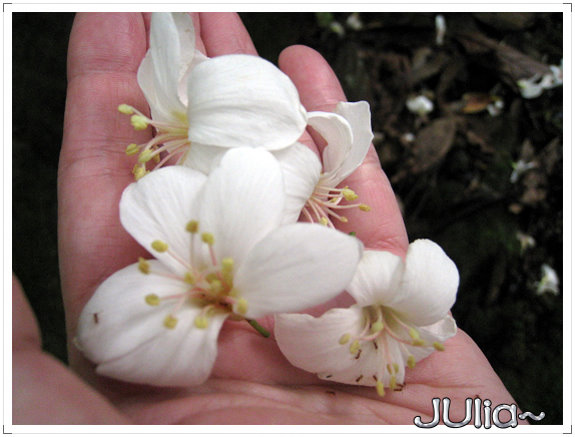 小粗坑古道。桐花祭。 (10).jpg