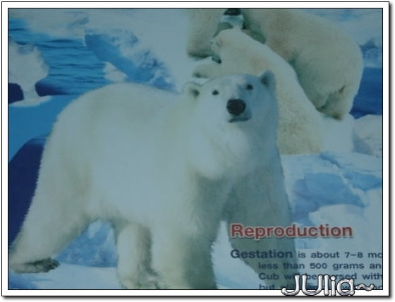 （泰國）賽福瑞世界．北極熊 (6).jpg