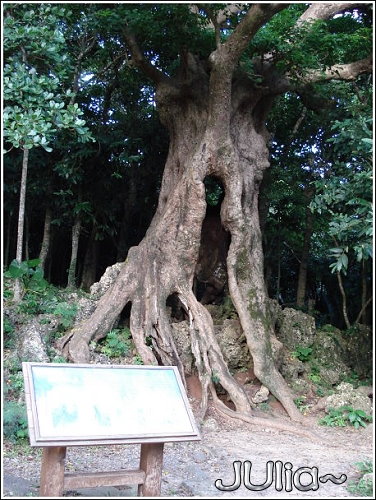 森林 (10).jpg 森林 (10).jpg