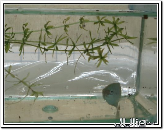 070226蓋斑鬥魚果然是硬底子的~~.jpg 070226蓋斑鬥魚果然是硬底子的~~.jpg