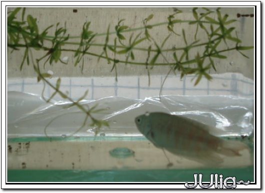 070226蓋斑鬥魚果然是硬底子的~~ (2).jpg 070226蓋斑鬥魚果然是硬底子的~~ (2).jpg