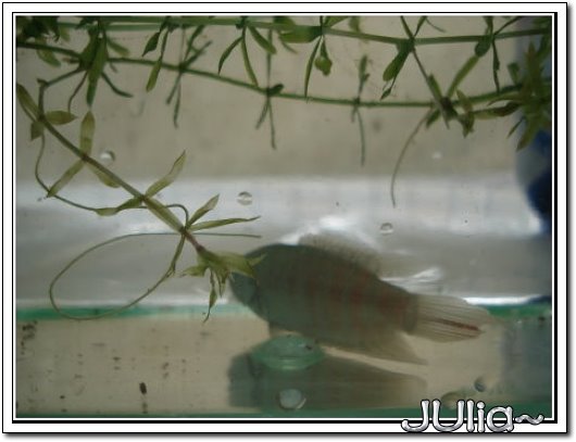 070226蓋斑鬥魚果然是硬底子的~~ (3).jpg 070226蓋斑鬥魚果然是硬底子的~~ (3).jpg