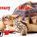 crazy turtle.JPG