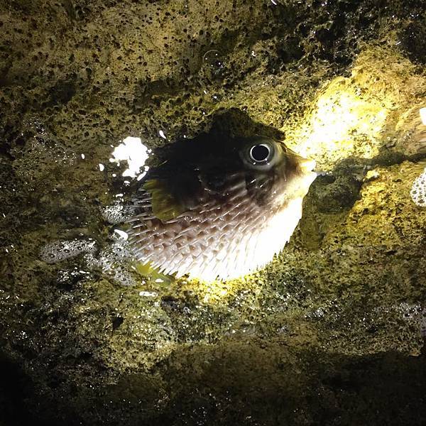 13886972_1407964215897210_8588608784326987011_n.jpg 13886972_1407964215897210_8588608784326987011_n.jpg