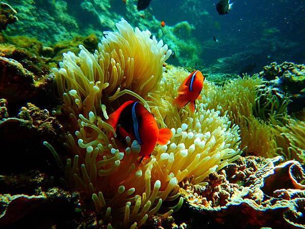 13920638_1407963715897260_1423825156894540113_n.jpg 13920638_1407963715897260_1423825156894540113_n.jpg