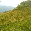 金針花山頭