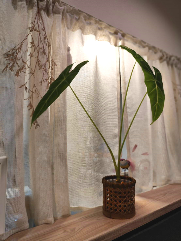 這次準到尖叫！好運勢：台北東區最美塔羅占卜/2023流年運勢