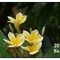 2013bali_71__雞蛋花