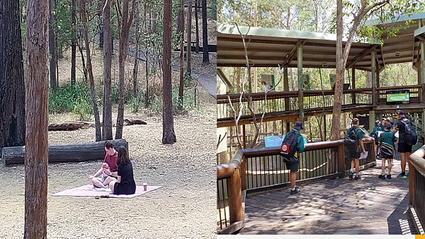 【布里斯本】國家森林公園＜無尾熊保育中心＞～免門票的好去處！