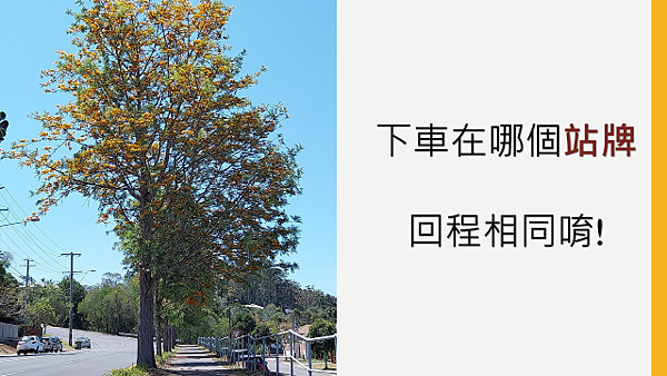 【布里斯本】國家森林公園＜無尾熊保育中心＞～免門票的好去處！