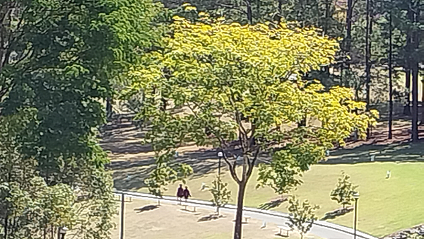 【布里斯本】國家森林公園＜無尾熊保育中心＞～免門票的好去處！