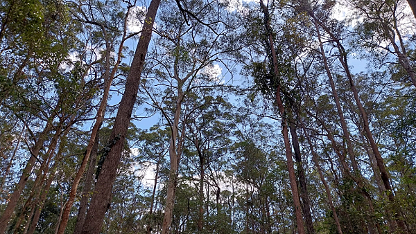 【布里斯本】國家森林公園＜無尾熊保育中心＞～免門票的好去處！