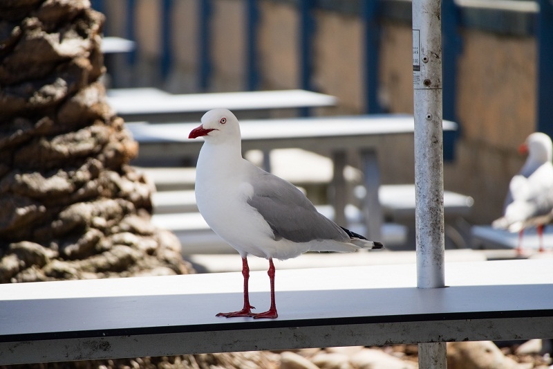 20180915-017-sydney.jpg