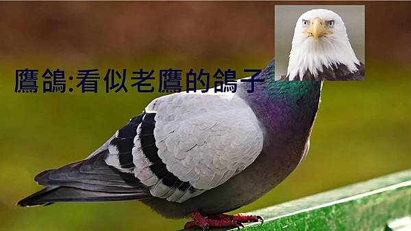 鷹鴿.jpg