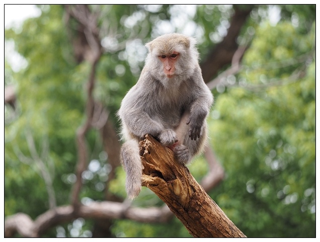 新竹動物園-04.jpg 新竹動物園-04.jpg