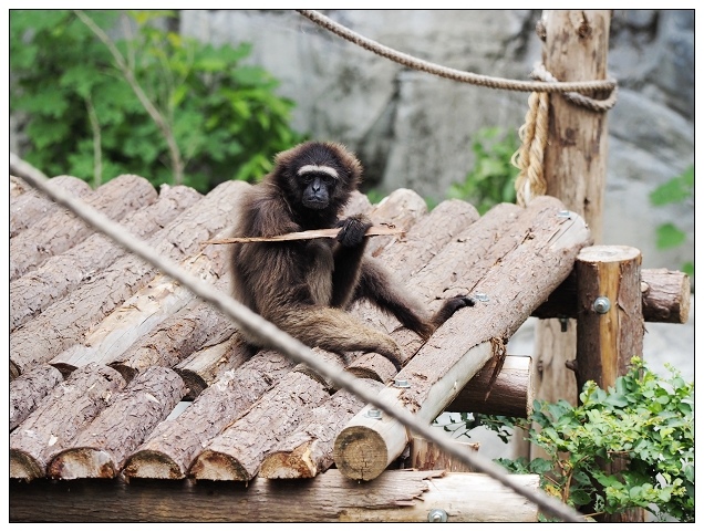 新竹動物園-06.jpg